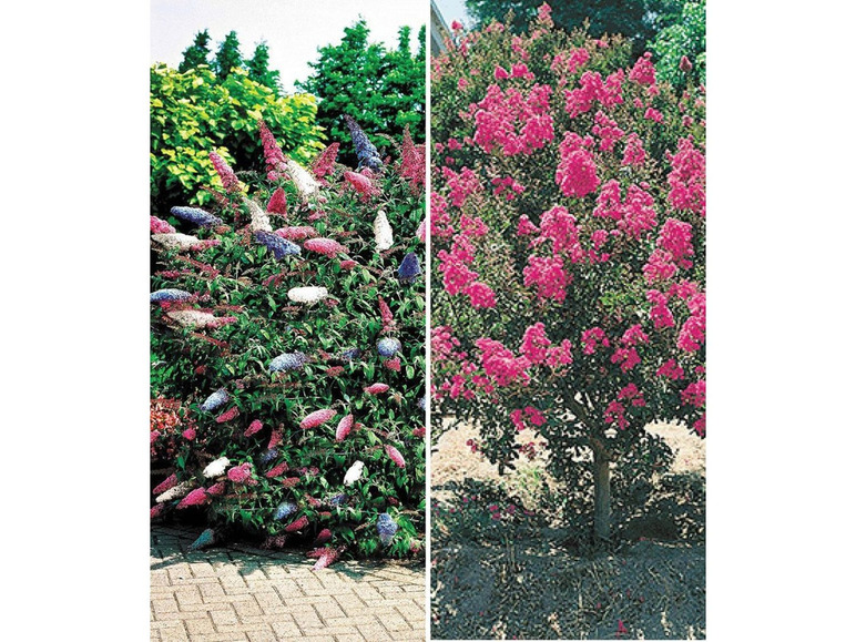 Gehe zu Vollbildansicht: Blüten-Sträucher-Kollektion,2 Pflanzen - Bild 1