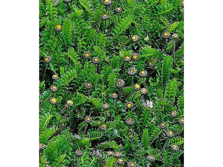 Gehe zu Vollbildansicht: Winterharter Bodendecker Fiederpolster statt Rasen, 3 Pflanzen Cotula squalida - Bild 4