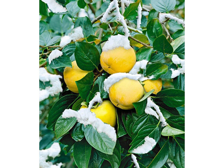 Gehe zu Vollbildansicht: Winterharte Kaki, Sharon-Frucht 1 Pflanze Diospyros kaki - Bild 3