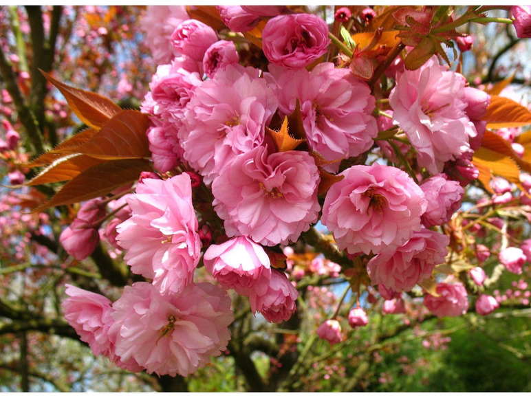 Gehe zu Vollbildansicht: Japanische Blütenkirsche 'Kanzan', rosa blühend, XL Strauch - Bild 3