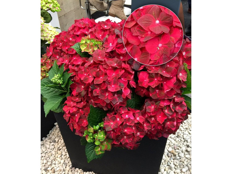 Gehe zu Vollbildansicht: Freiland-Hortensie Ruby Tuesday 12 cm-Topf 1 Pflanze Hydrangea macrophylla - Bild 1