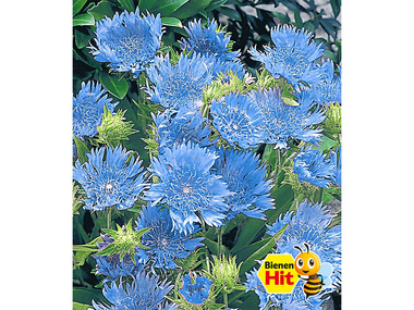 Stokesia Kornblumenaster »Blue Danube«, 2 Pflanzen