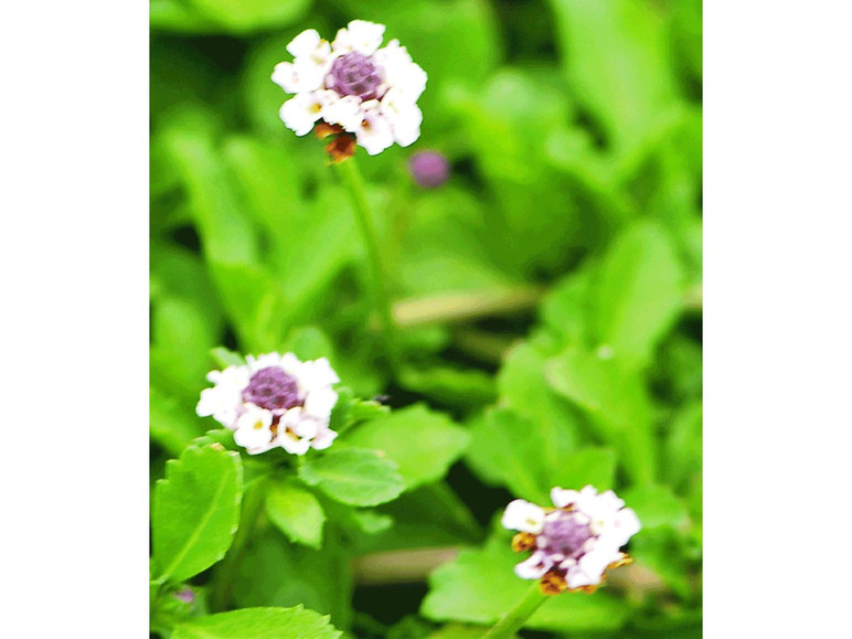 Gehe zu Vollbildansicht: Winterharter Bodendecker Lippia 'Summer Pearls®' weiß Rasenersatz, 4 Pflanzen - Bild 4