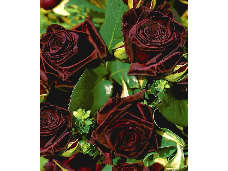 Gehe zu Vollbildansicht: Edelrosen 'Black Baccara®', 1 Pflanze - Bild 1