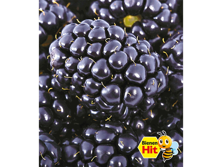 Gehe zu Vollbildansicht: Brombeeren 'Big Max XXL'®, 1 Pflanze, Rubus fruticosus - Bild 1