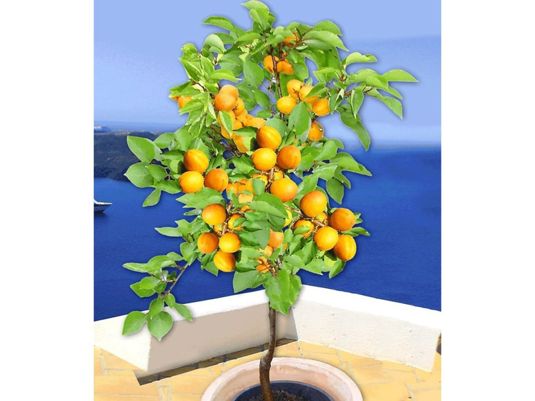Gehe zu Vollbildansicht: Aprikosen 'Compacta Super Compact®', Aprikosenbaum 1 Pflanze, Prunus armeniaca - Bild 3