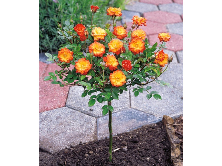 Gehe zu Vollbildansicht: Mini-Stammrose Orange,1 Pflanze - Bild 1