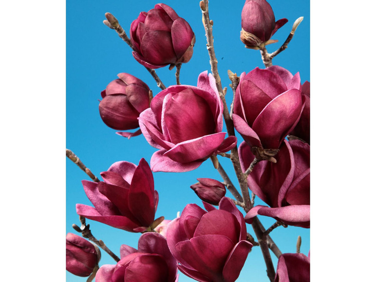 Gehe zu Vollbildansicht: Magnolie »Genie®«, 1 Pflanze - Bild 3