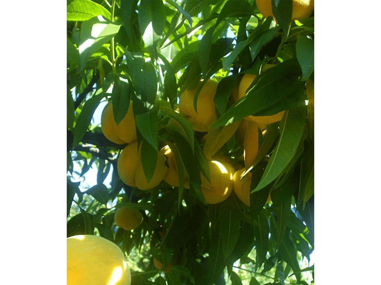 Gehe zu Vollbildansicht: Pfirsich-Aprikose 'Honeymoon', 1 Pflanze, Percoca Pfirsichbaum Aprikosenbaum - Bild 4