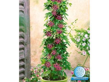 Winterharte Passionsblumen 'Ladybirds Dream', 1 Pflanze, Passiflora