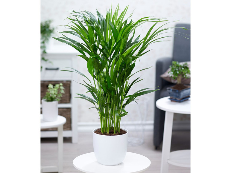 Gehe zu Vollbildansicht: Areca Palme ca. 50 cm hoch,1 Pflanze - Bild 1