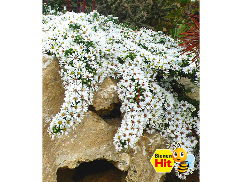 Gehe zu Vollbildansicht: Winterharter Bodendecker Steinaster 'Snowflurry', 1 Pflanze Aster ericoides - Bild 1