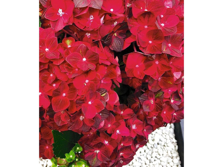 Gehe zu Vollbildansicht: Freiland-Hortensie Ruby Tuesday 12 cm-Topf 1 Pflanze Hydrangea macrophylla - Bild 2