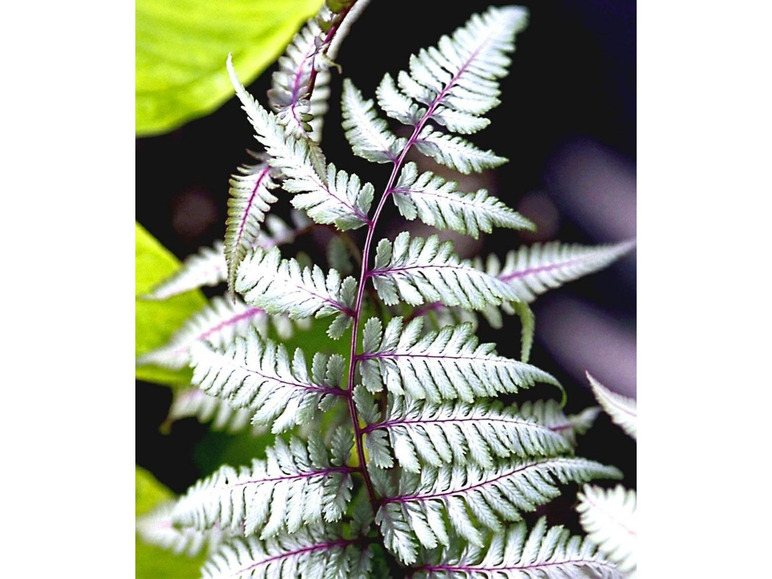 Gehe zu Vollbildansicht: Winterharter Schmuck-Farn 'Silver Falls®', 1 Pflanze Athyrium - Bild 1