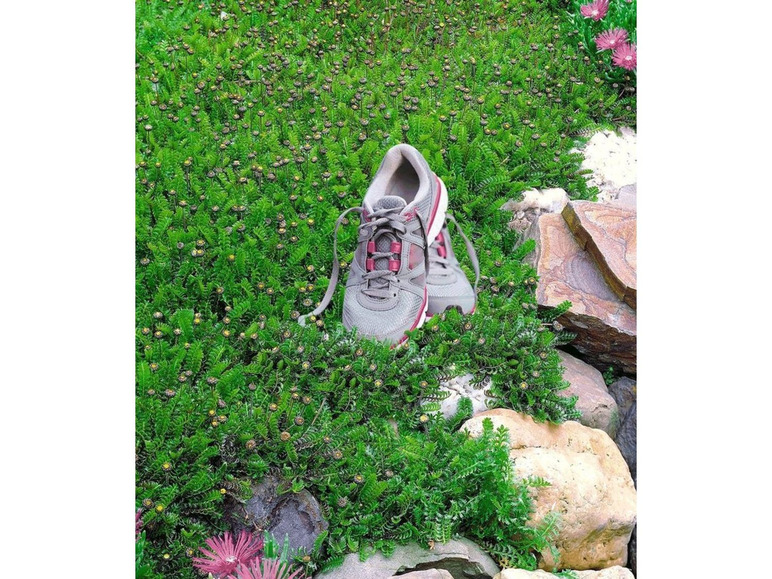 Gehe zu Vollbildansicht: Winterharter Bodendecker Fiederpolster statt Rasen, 3 Pflanzen Cotula squalida - Bild 1