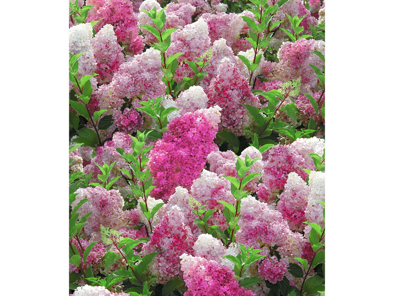 Gehe zu Vollbildansicht: Freiland-Hortensien 'Vanille Fraise®', 1 Pflanze, Hydrangea paniculata - Bild 3