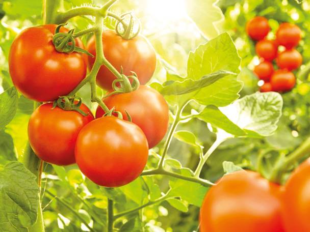 Tomaten säen und pflanzen