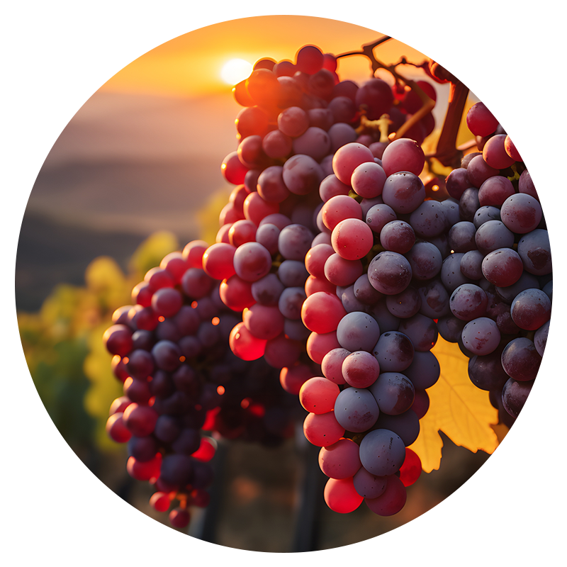 Reife rote Trauben in einem Weinberg bei Sonnenuntergang.