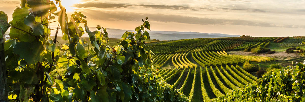 Sonnenuntergang über einem Weinberg mit Reihen von Reben und Hügeln im Hintergrund.