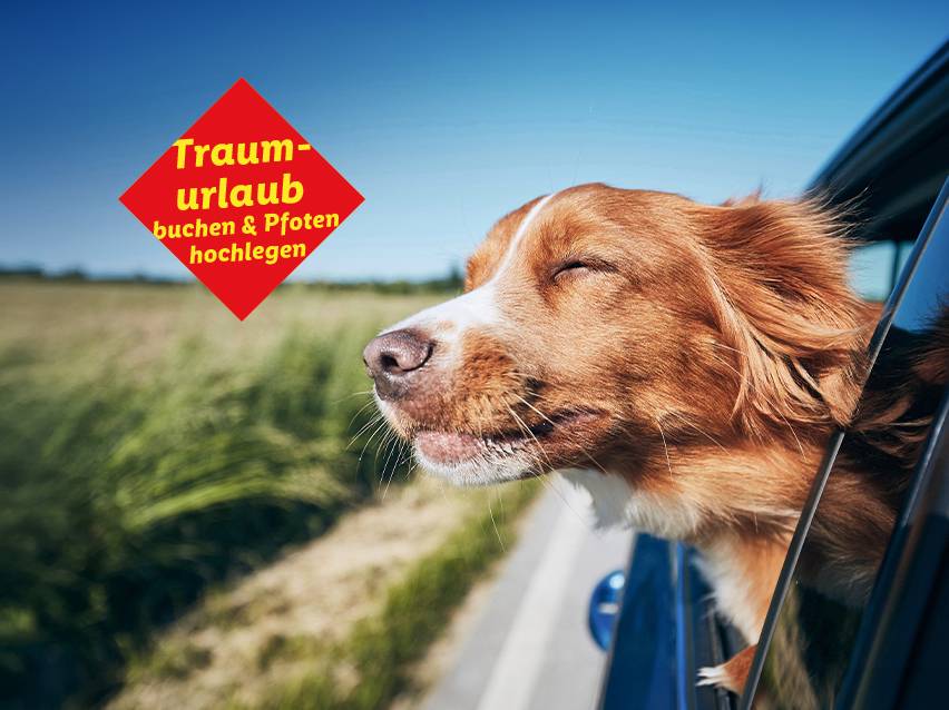 Urlaub mit Wau-Effekt lohnt sich. Jetzt Urlaub mit Hund bei Reisen & Experiences buchen.