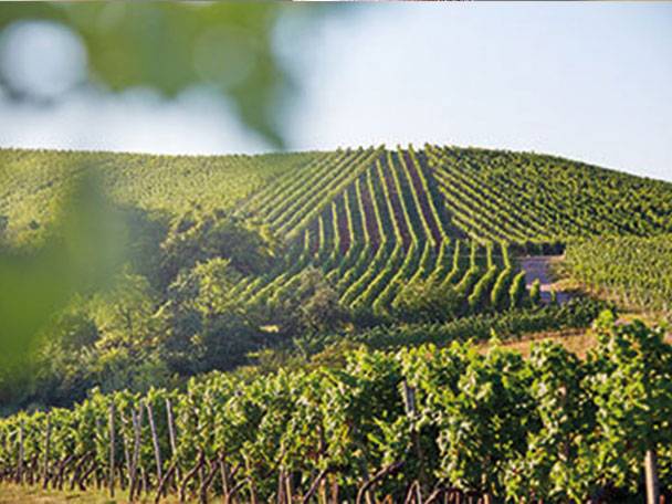 Weinanbau und Weinherstellung
