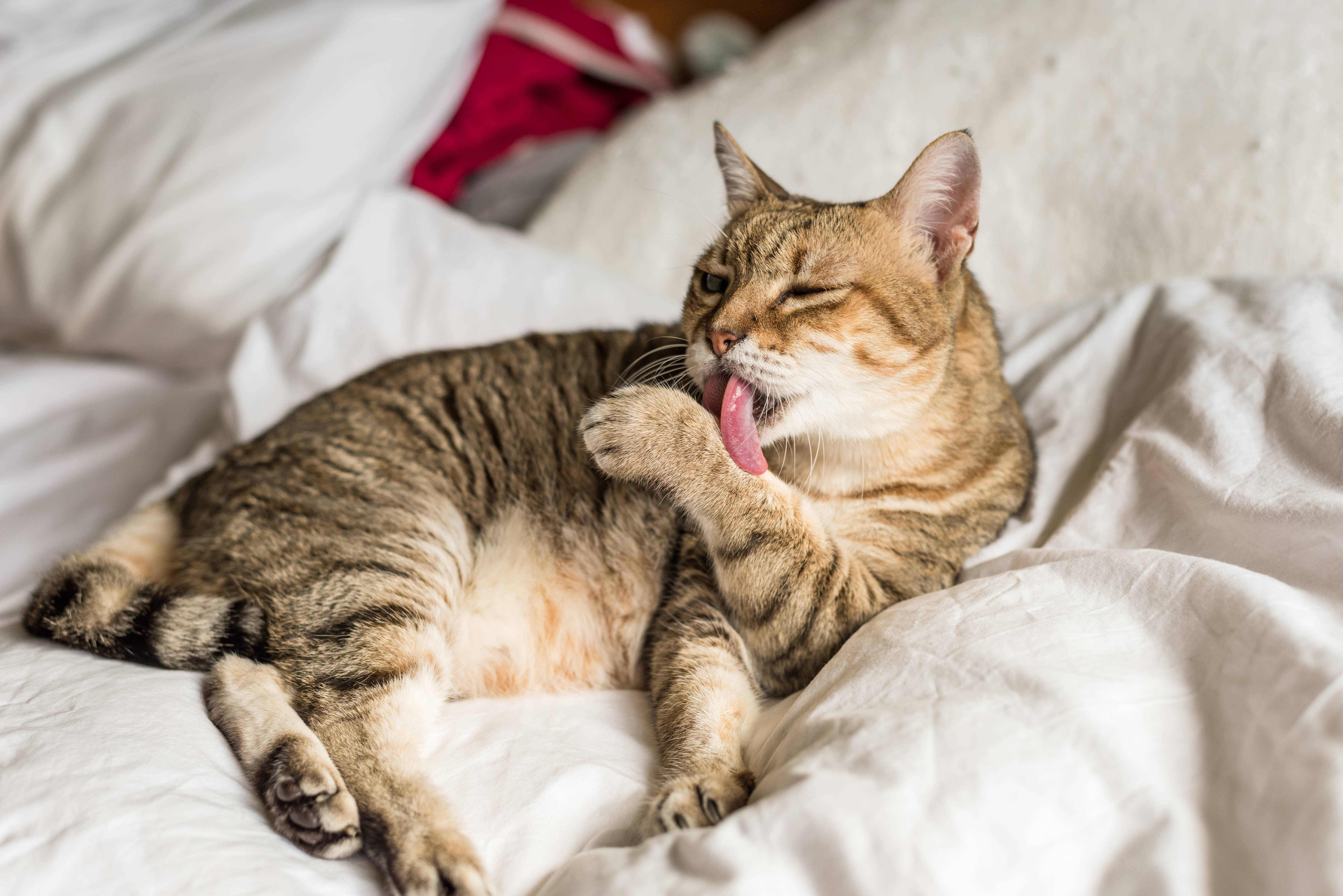 Getigerte Katze putzt sich auf weißer Bettwäsche.