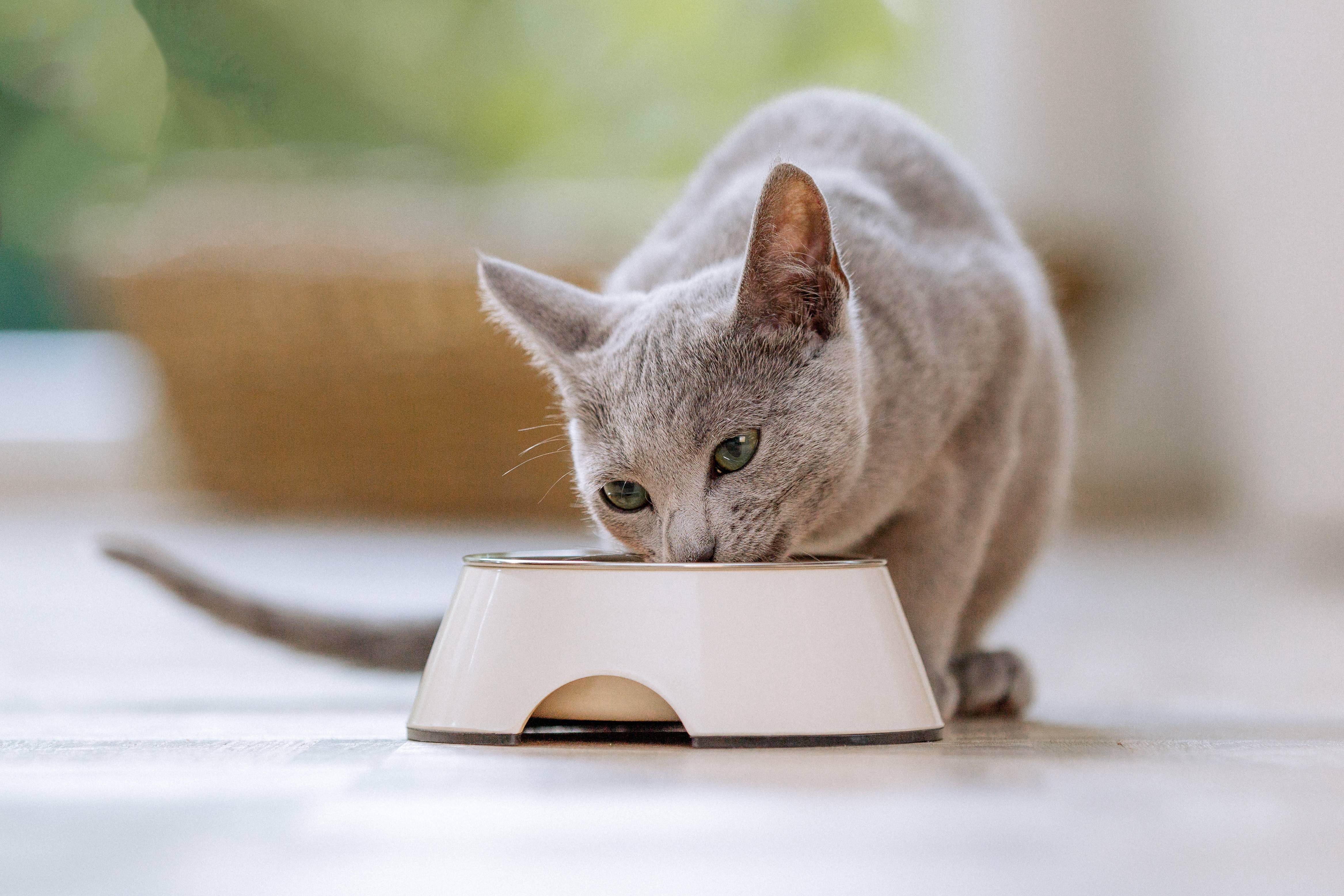 Graue Katze frisst aus einem weißen Futternapf auf hellem Boden.