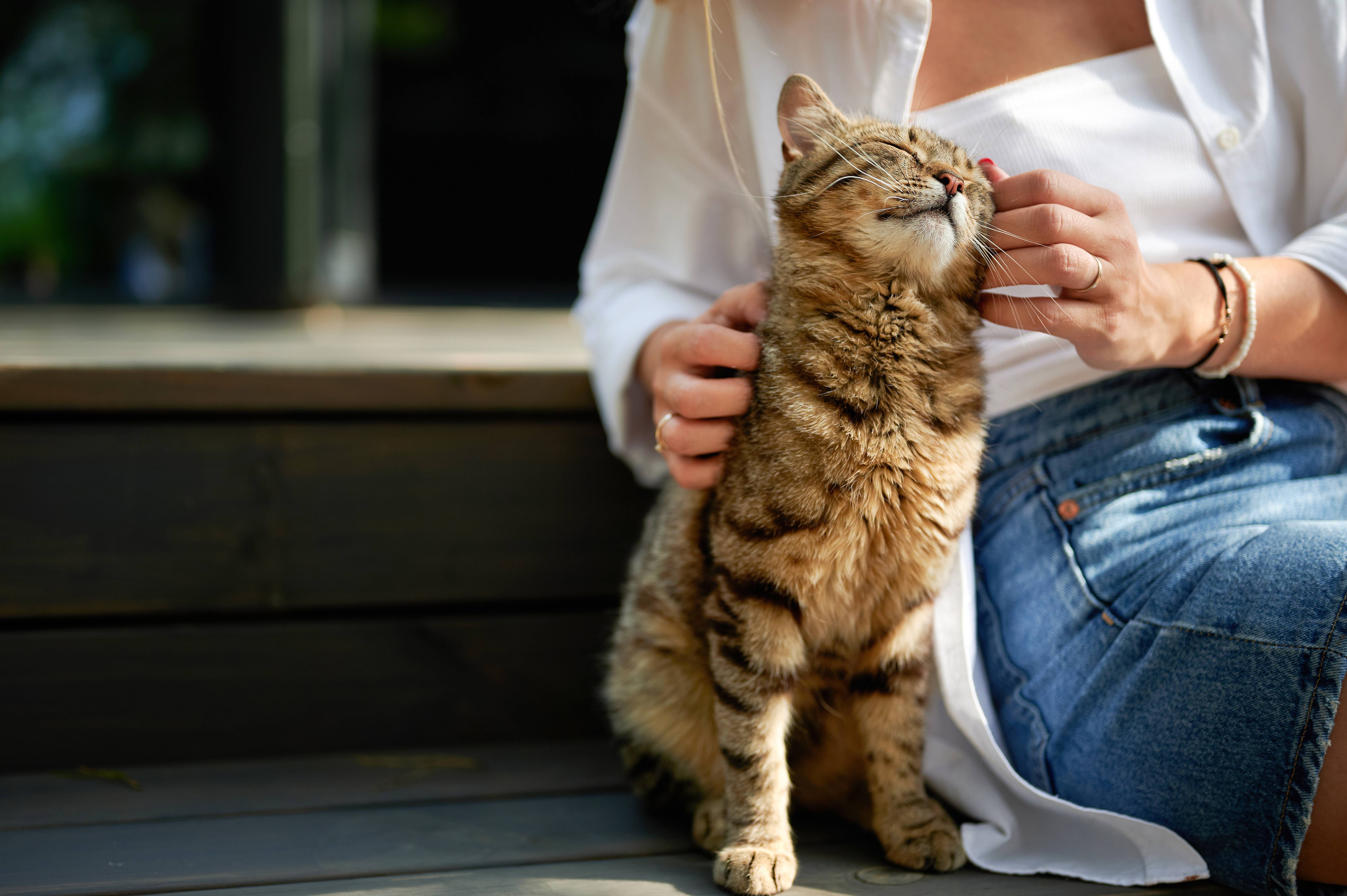 Frau streichelt eine getigerte Katze, die genüsslich die Augen schließt.