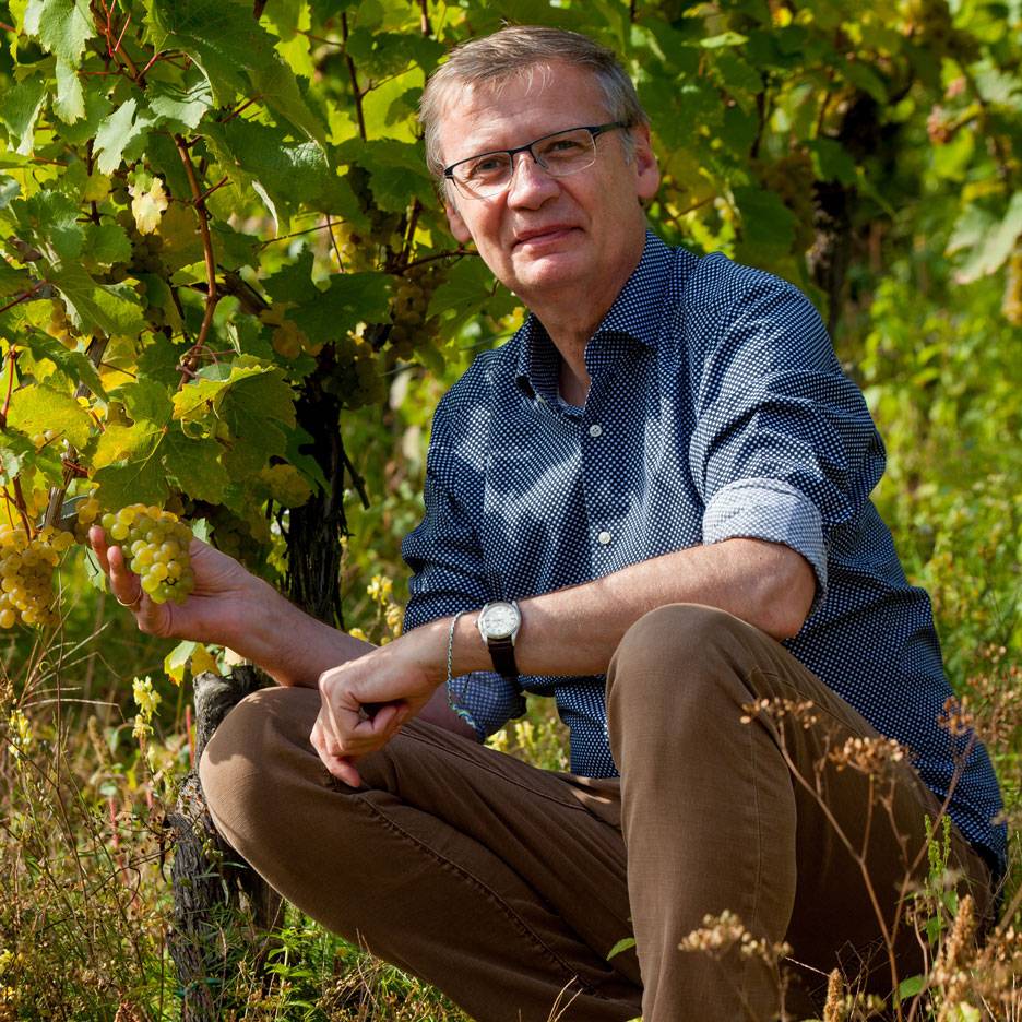 Mann im Weinberg hält eine Traube weißer Weintrauben.