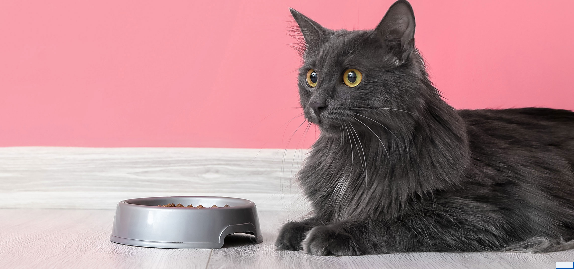 AI-generiert: Graue Katze mit Futternapf auf Holzfußboden und rosa Hintergrund