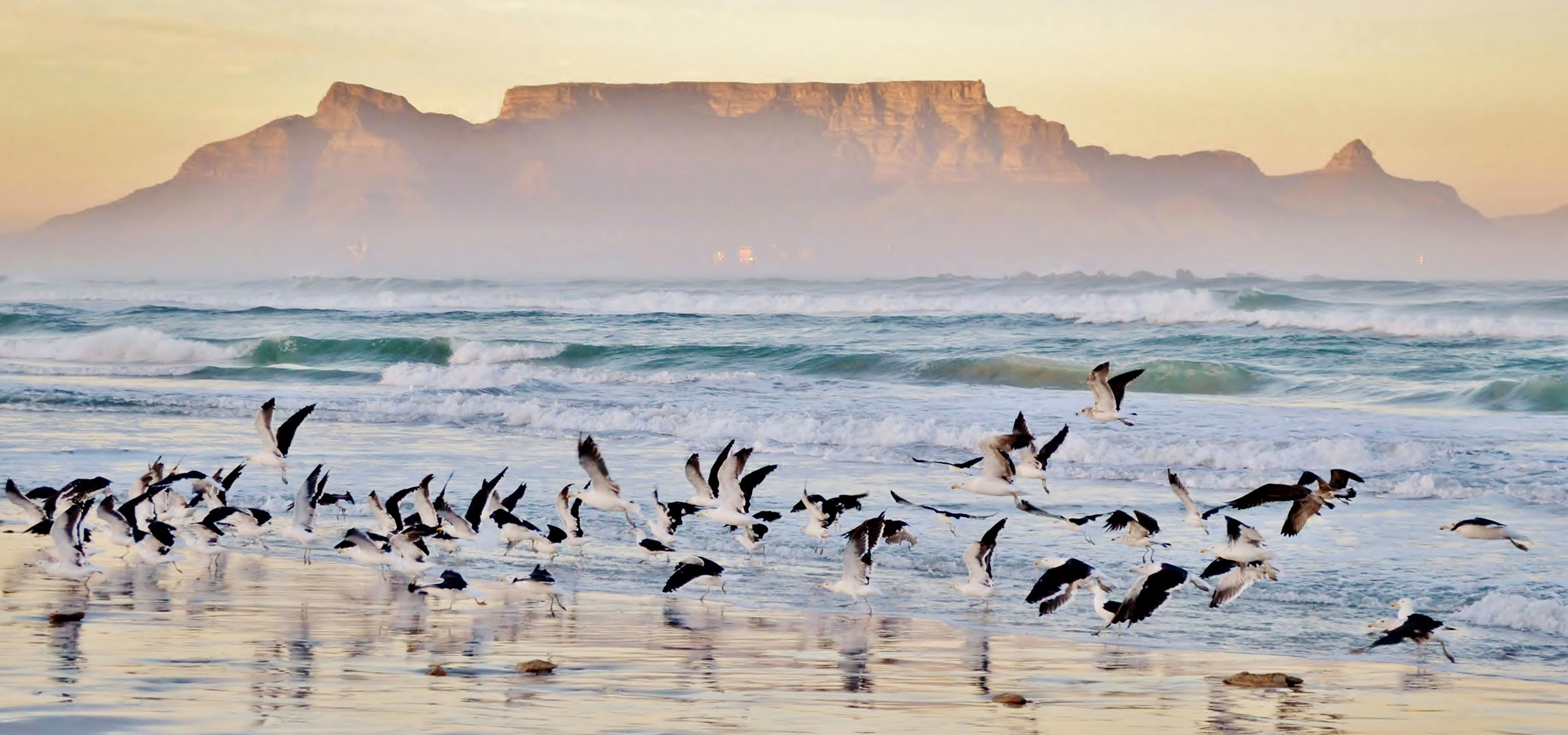 Möwen starten von einem Strand am Meer mit brechenden Wellen.