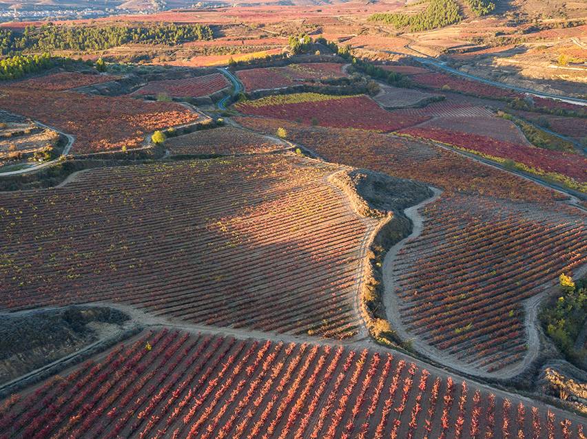 Luftaufnahme eines Weinbergs mit Reihen roter und oranger Reben im Herbst.