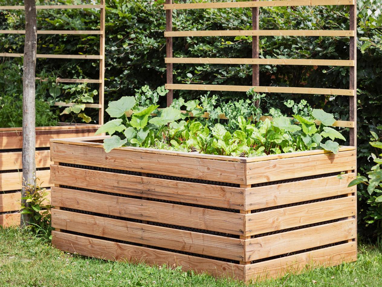 Hölzerne Hochbeete mit Salat und Zucchini.
