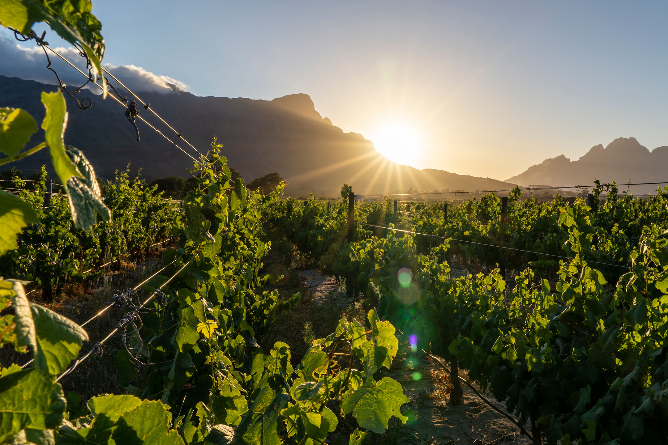 Grüne Weinberge mit Bergen und einem hellen Sonnenuntergang im Hintergrund.