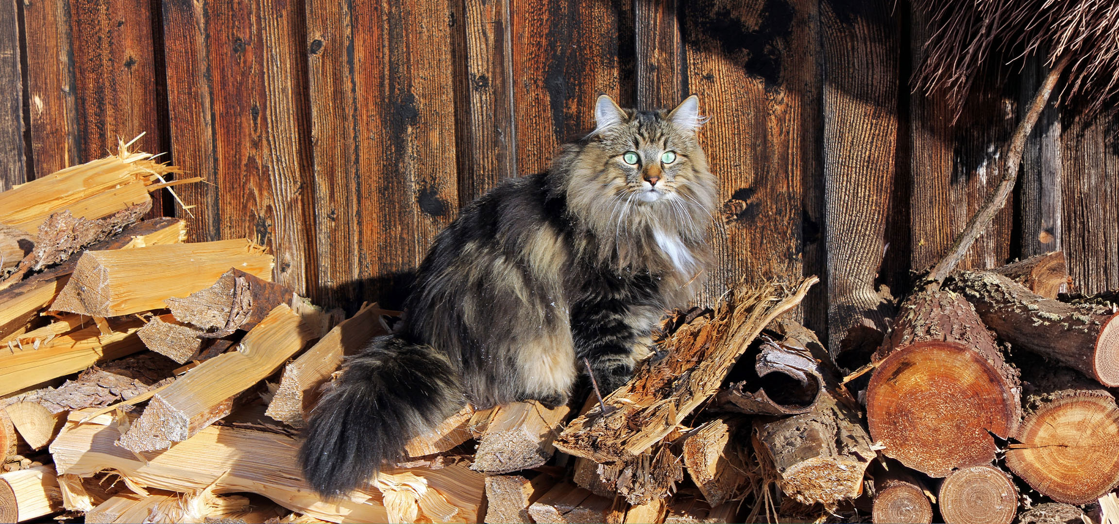 AI-generiert: Flauschige Katze mit grünen Augen sitzt auf einem Holzstapel vor einer Holzwand.