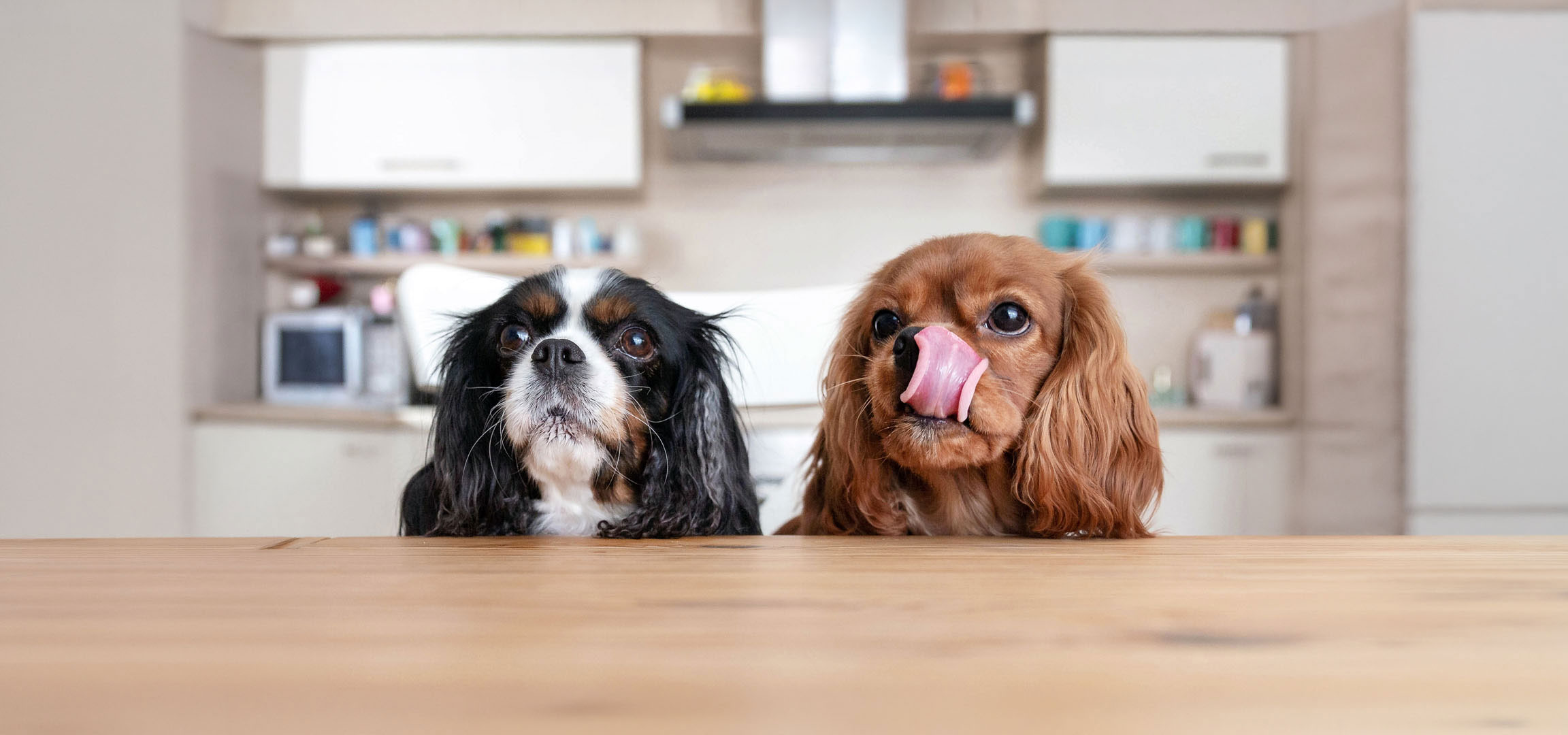 AI-generiert: Zwei Cavalier King Charles Spaniel, ein Tricolor und ein Ruby, schauen von einem Tisch hoch.