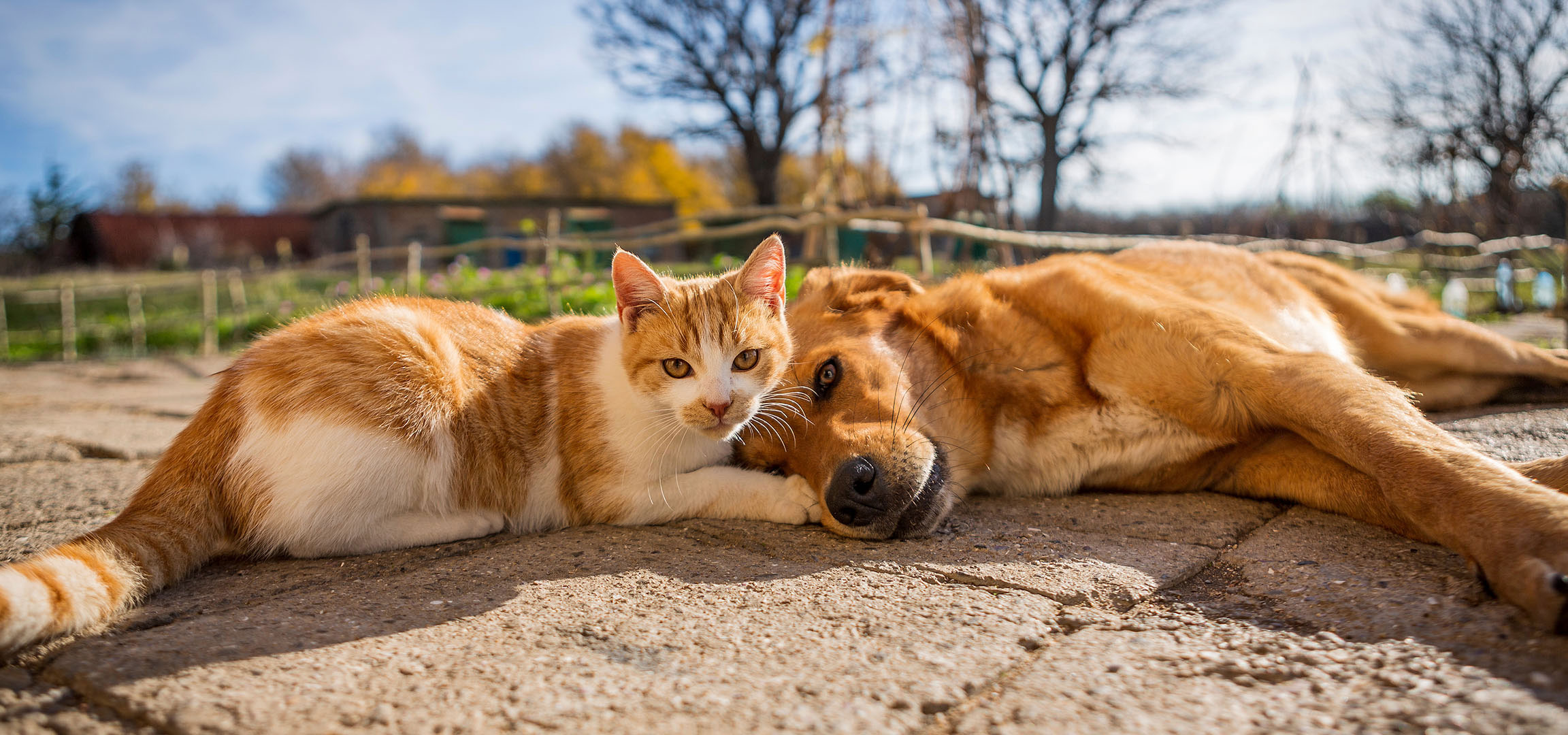 AI-generiert: Eine Katze und ein Hund ruhen in der Sonne auf einer gepflasterten Terrasse.