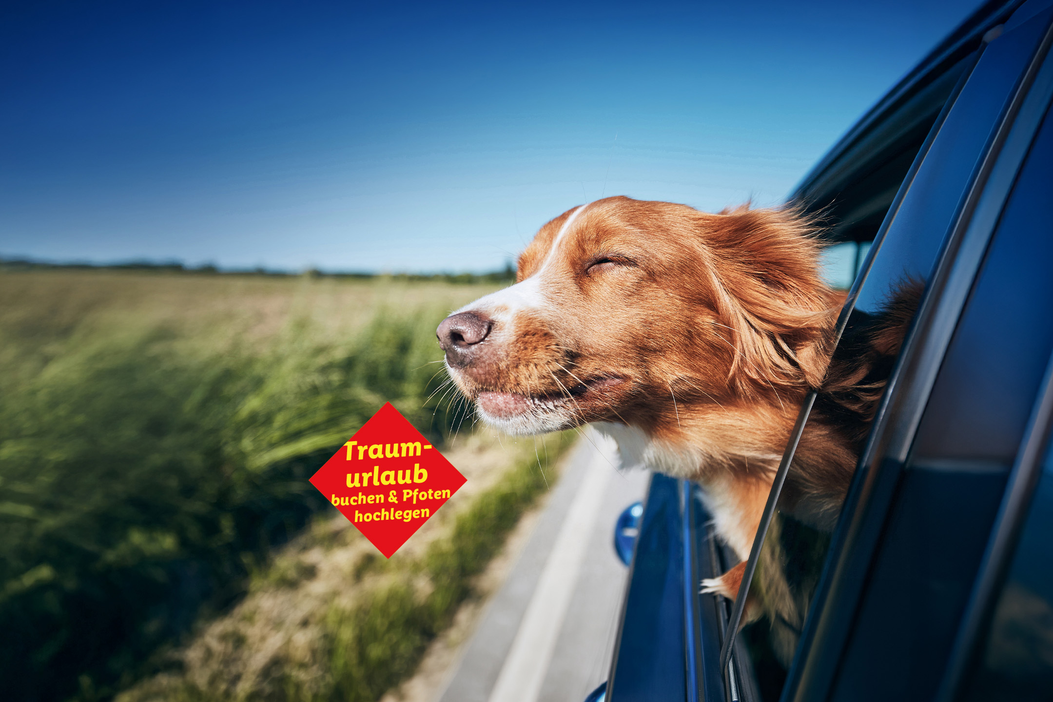 Ein Hund genießt den Wind aus dem Autofenster neben einem Feld, mit rotem Schild 'Traumurlaub'.