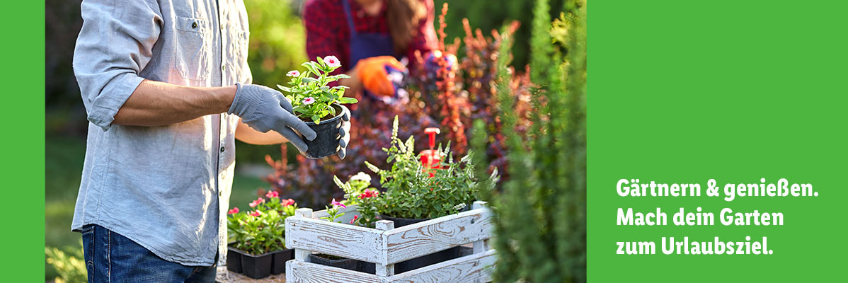 Gärtner pflanzt Blumen und andere Pflanzen.