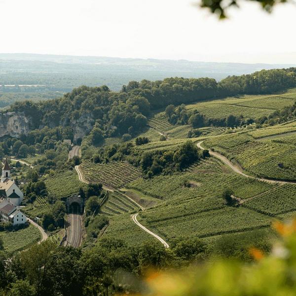 Markgräfler Winzer entdecken